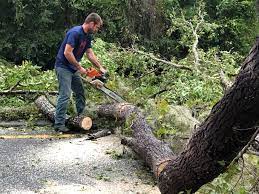 Best Tree Removal  in Stateburg, SC