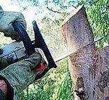 How Our Tree Care Process Works  in  Stateburg, SC